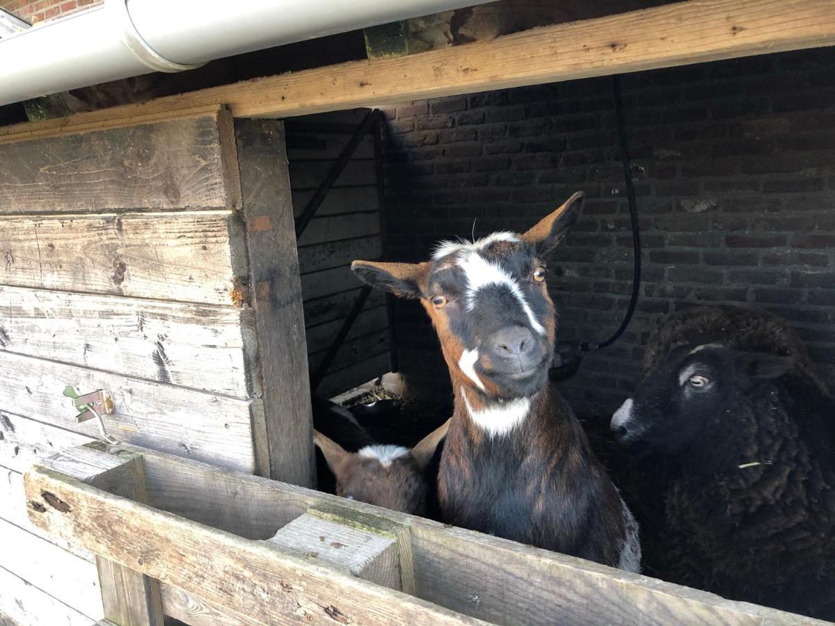 Hoeve De Binnenplaets Schimmert Eksteriør bilde